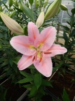 [4286 Catcher VWS No02.JPG]